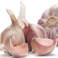 Garlic Planting Price For Sale